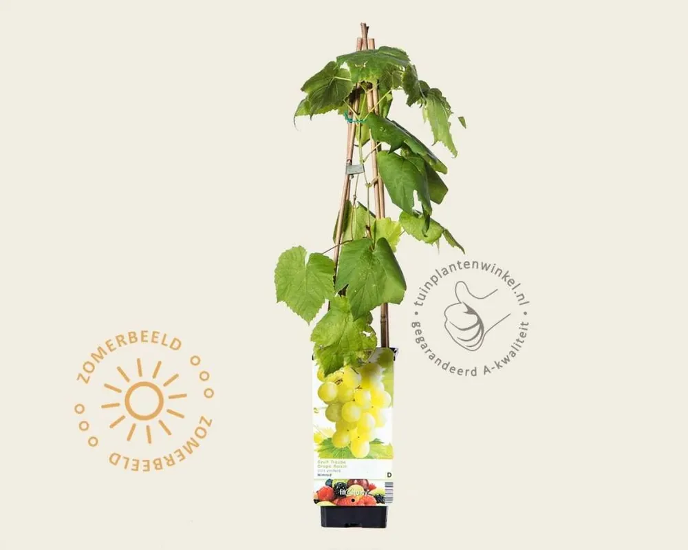 Vitis vinifera ‘Himrod‘ - Extra korting