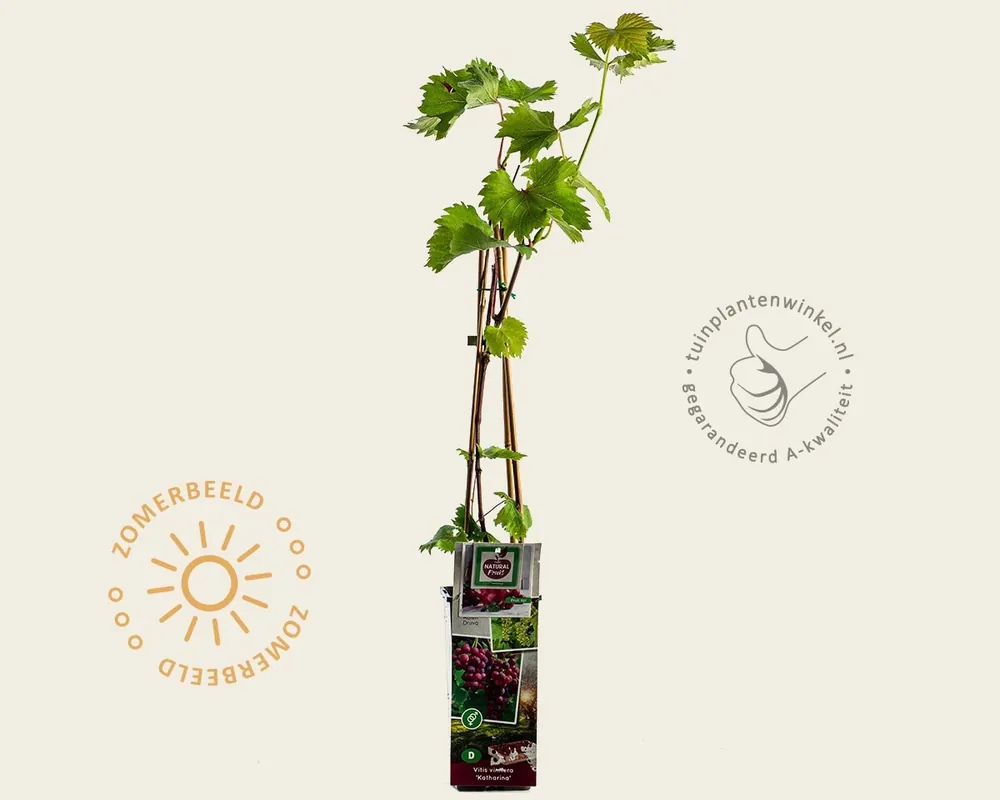 Vitis vinifera ‘Katharina‘ - Topkwaliteit