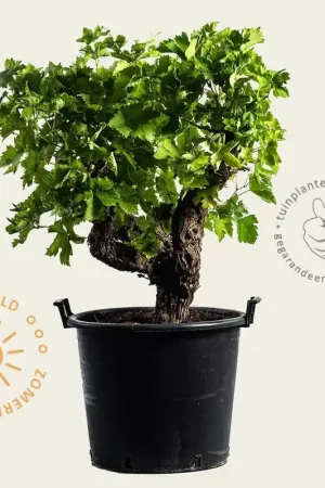Vitis vinifera - oude druivenstronk - Outlet