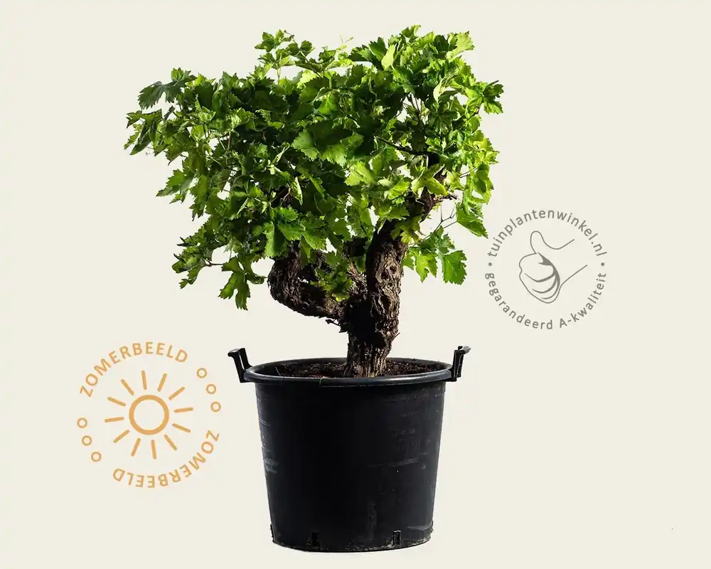 Vitis vinifera - oude druivenstronk - Outlet