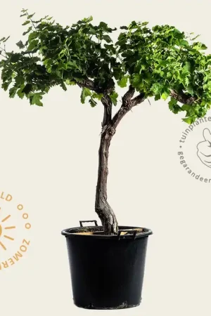 Aanrader | Vitis vinifera - oude halfstam 2-arm