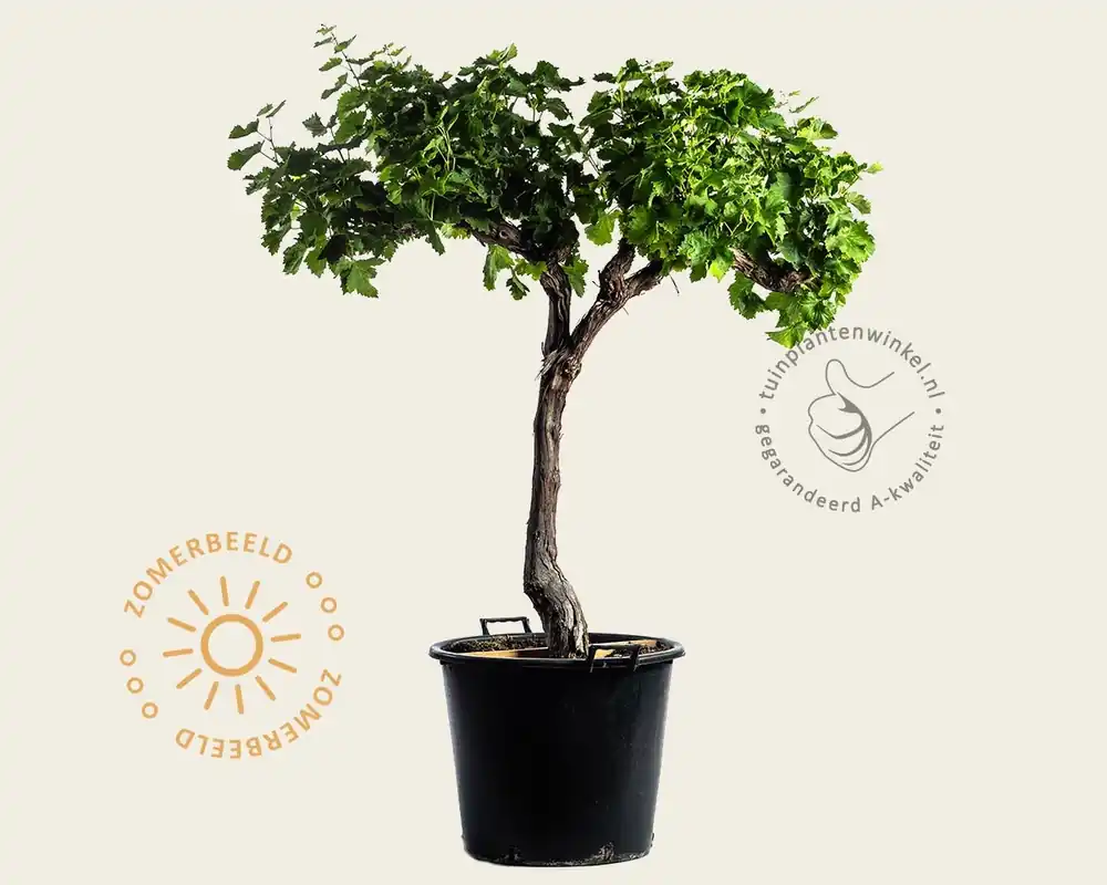 Online bestelbaar | Vitis vinifera - oude laagstam 2-arm