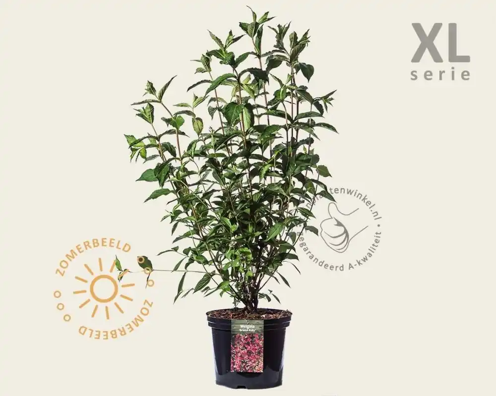 Weigela ‘Bristol Ruby‘ - XL - Aanrader