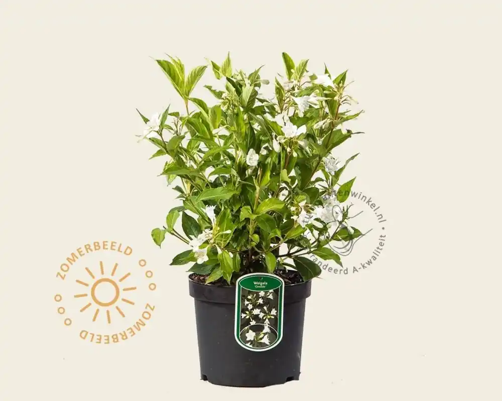 Weigela ‘Candida‘ | Koopje