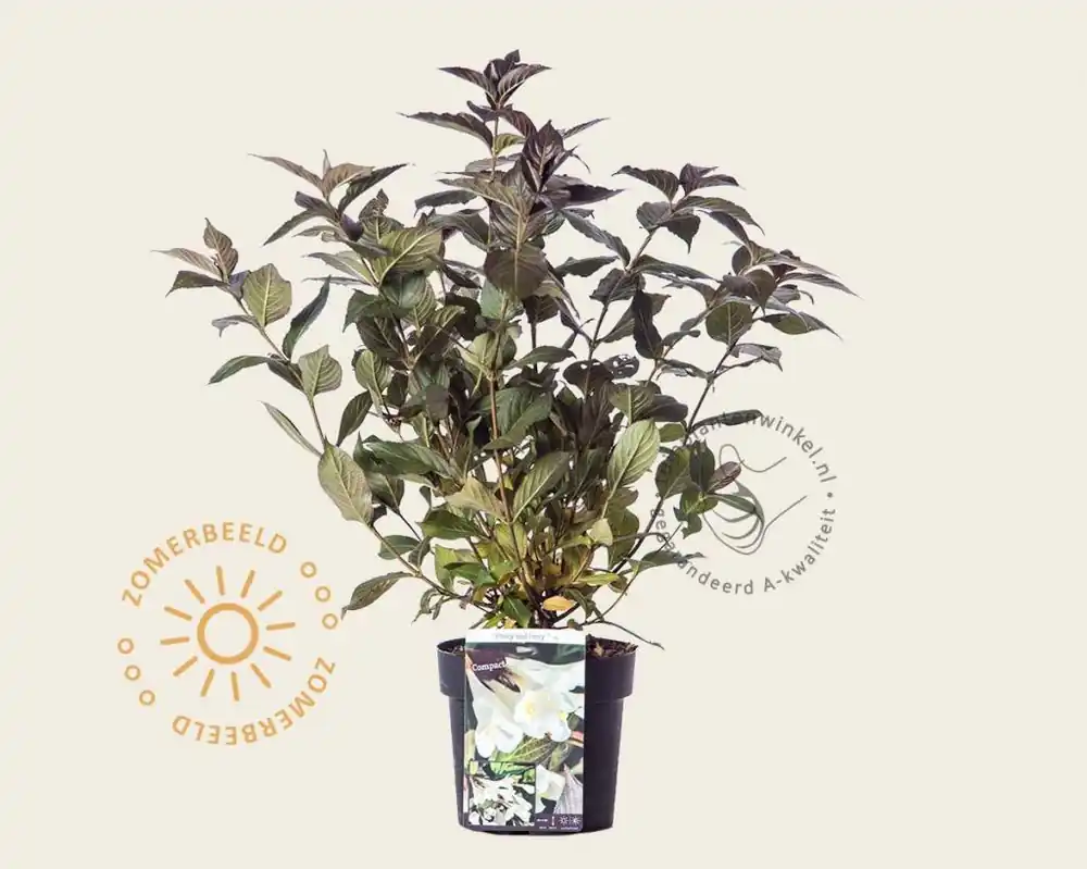 Weigela ‘Ebony and Ivory‘ | Lage prijs
