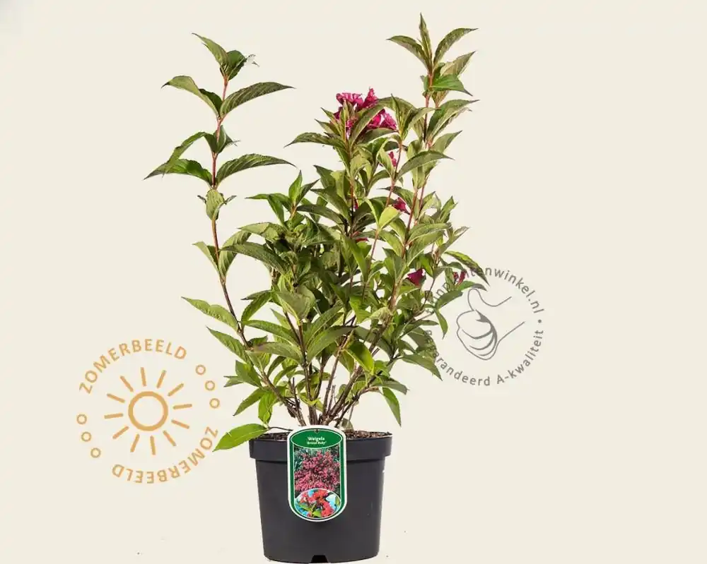 Expreslevering - Weigela florida ‘Bristol Ruby‘