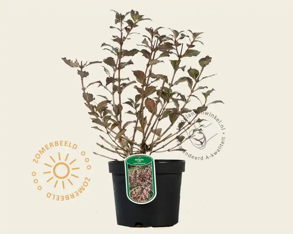 Fabrieksprijs | Weigela florida ‘Foliis Purpureis‘