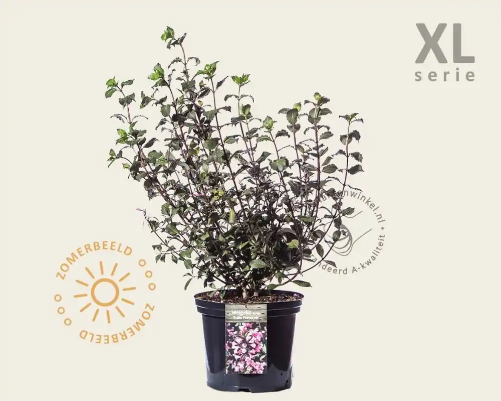 Weigela florida ‘Foliis Purpureis‘ - XL | Net binnen