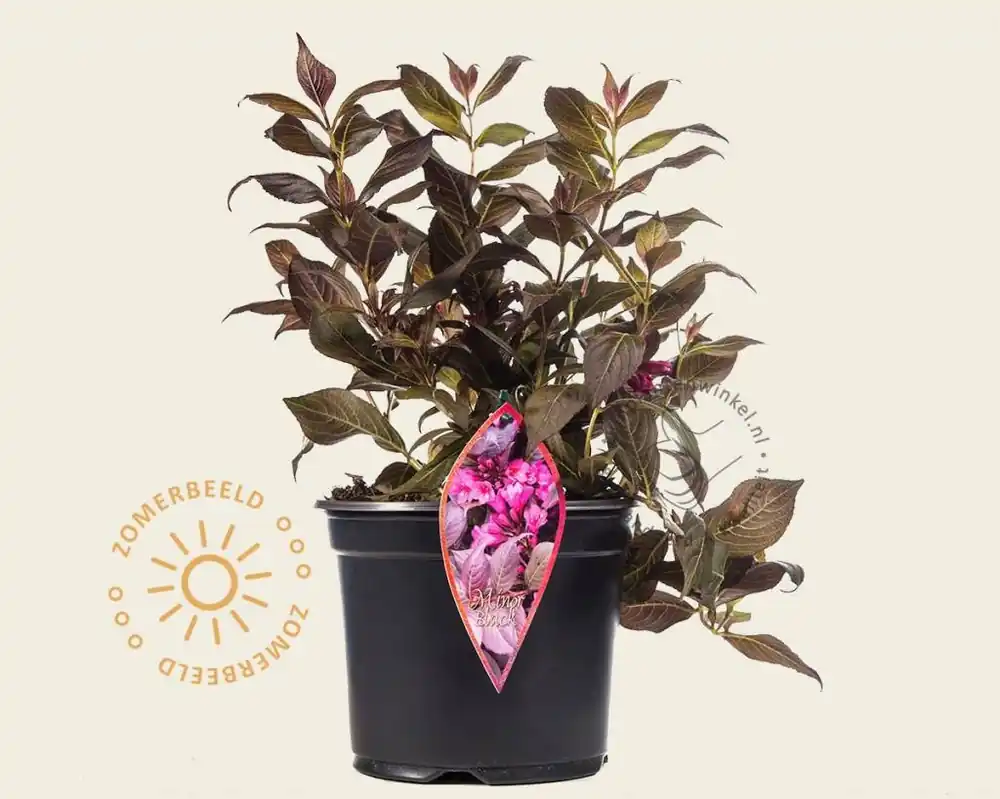 Verlaagde prijs | Weigela florida ‘Minor Black‘