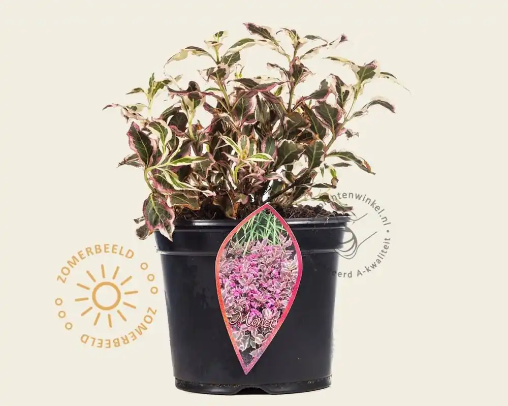 Goed beoordeeld | Weigela florida ‘Monet‘