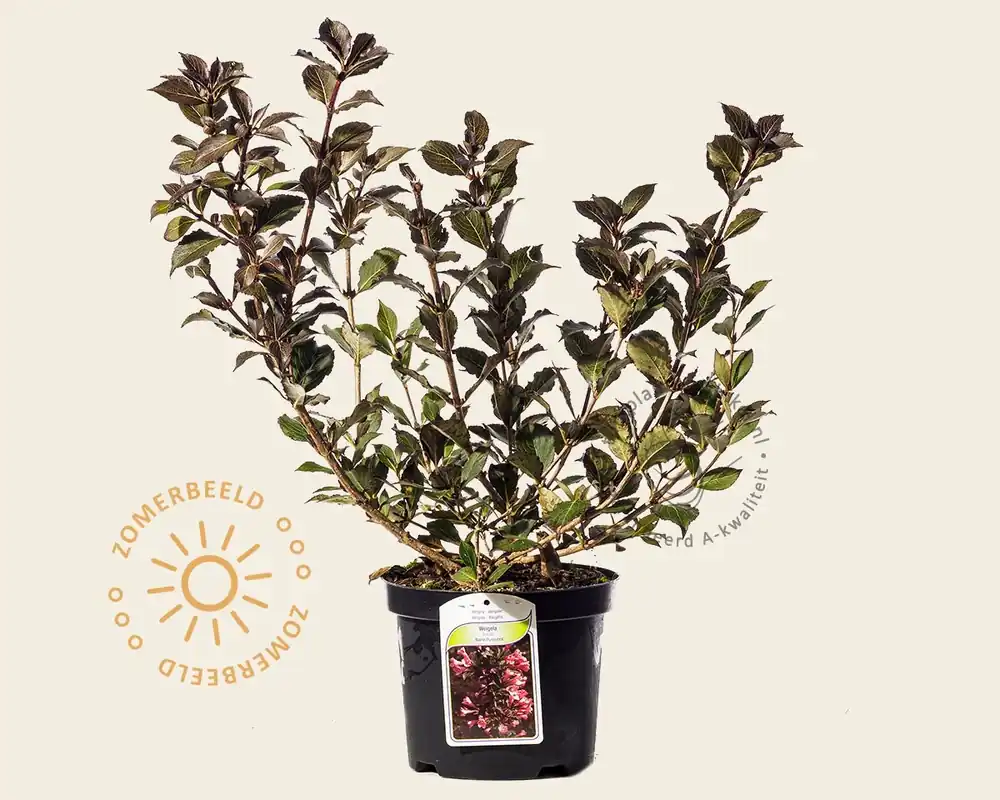 Weigela florida ‘Nana Purpurea‘ - Klantfavoriet