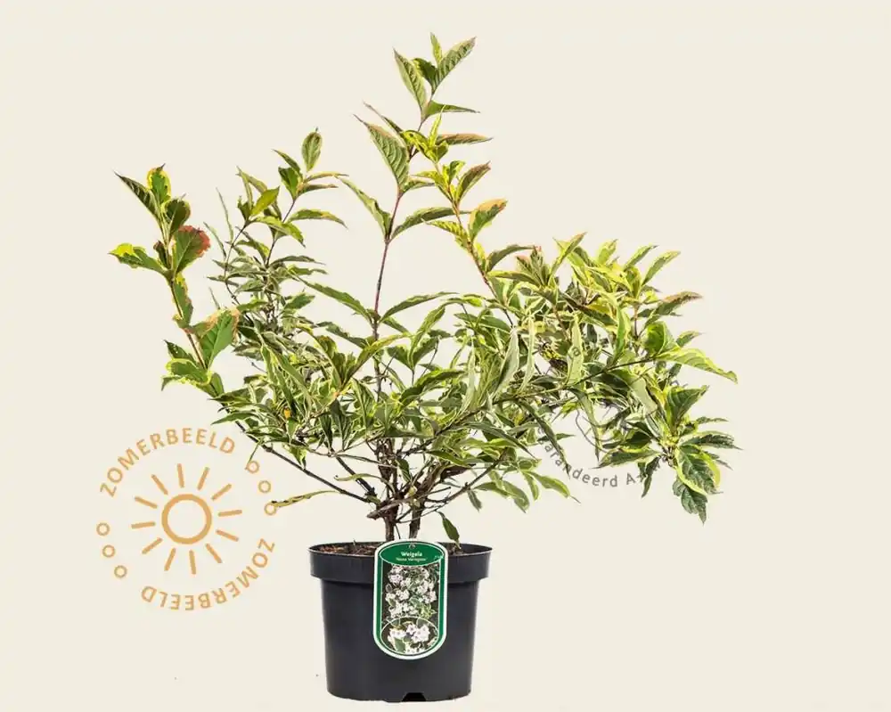 Premium - Weigela florida ‘Nana Variegata‘