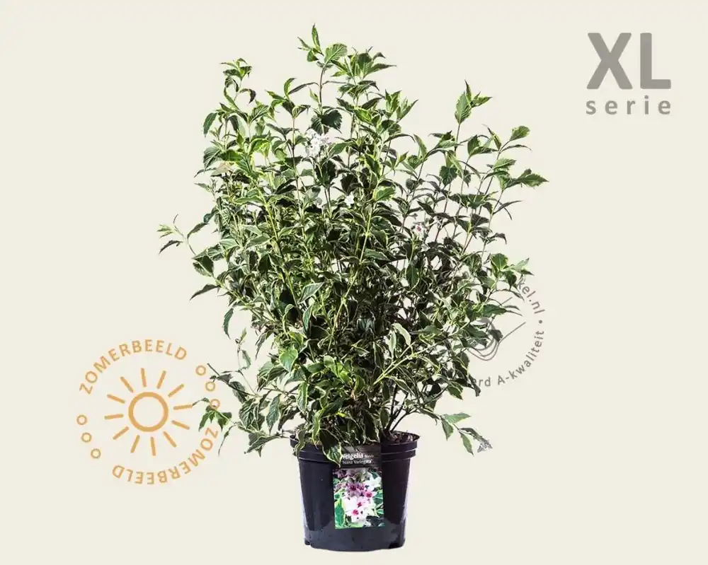 Nieuwe release | Weigela florida ‘Nana Variegata‘ - XL