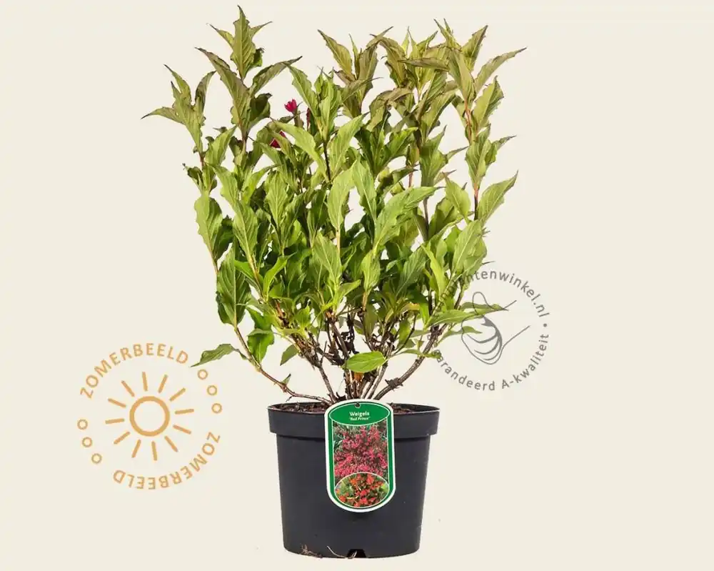 Weigela florida ‘Red Prince‘ - Veel gevraagd