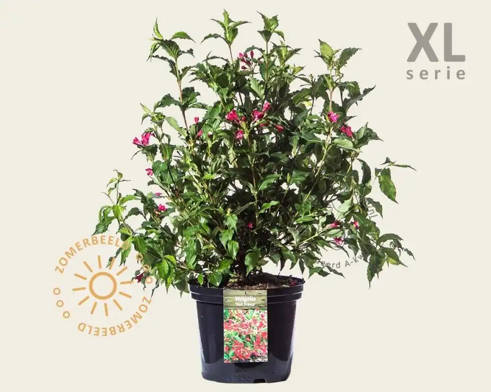 Weigela florida ‘Red Prince‘ - XL | Nog maar enkele beschikbaar
