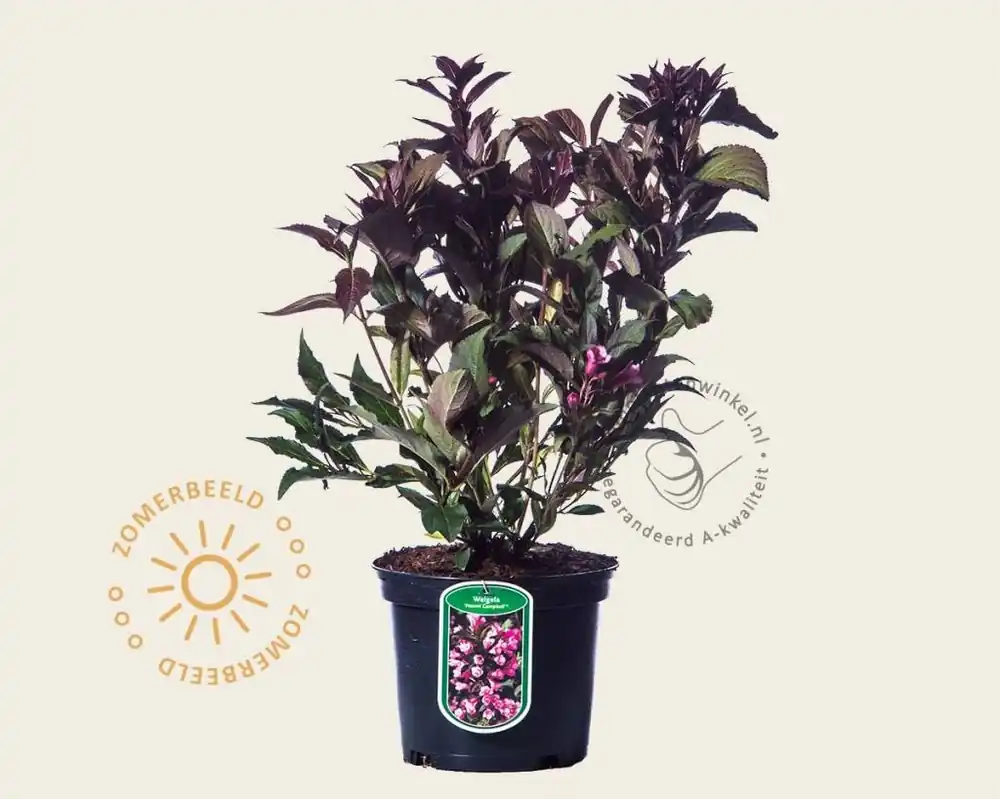 Speciale deal | Weigela ‘Naomi Campbell‘
