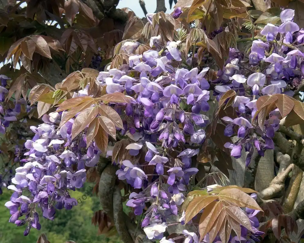 Outlet - Wisteria brachybotrys ‘Iko Yama Fuji‘ - XL