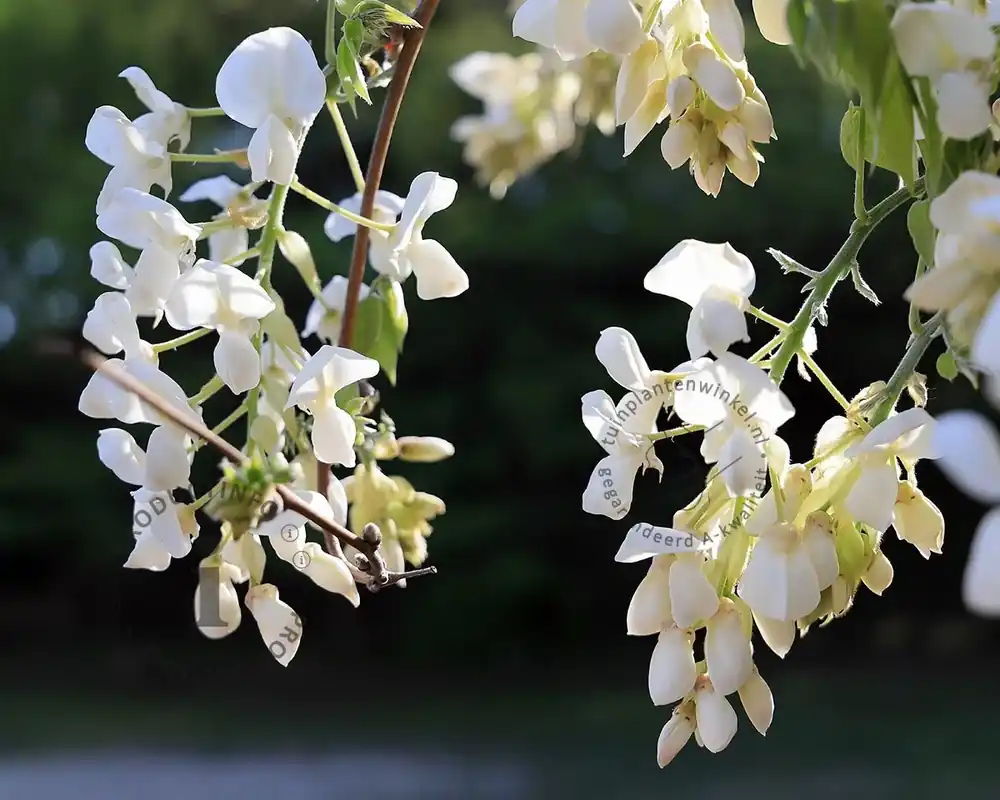 Bijna uitverkocht | Wisteria brachybotrys ‘Shiro Kapitan Fuji‘ - XL