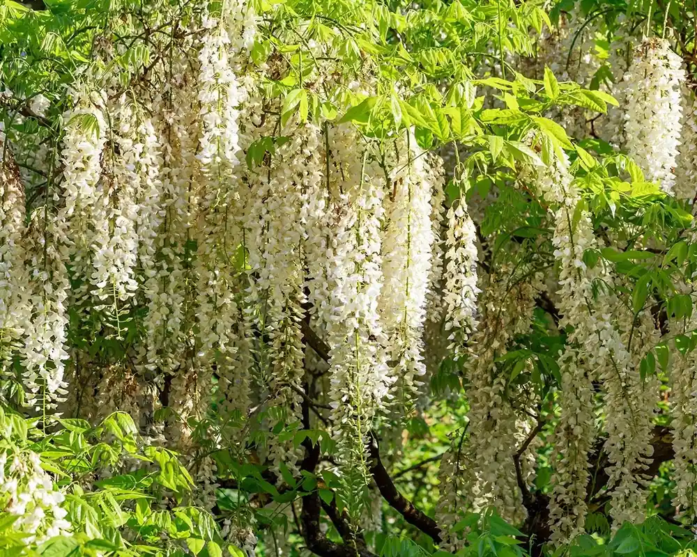 Actieprijs - Wisteria floribunda ‘Shiro-noda‘ - XL