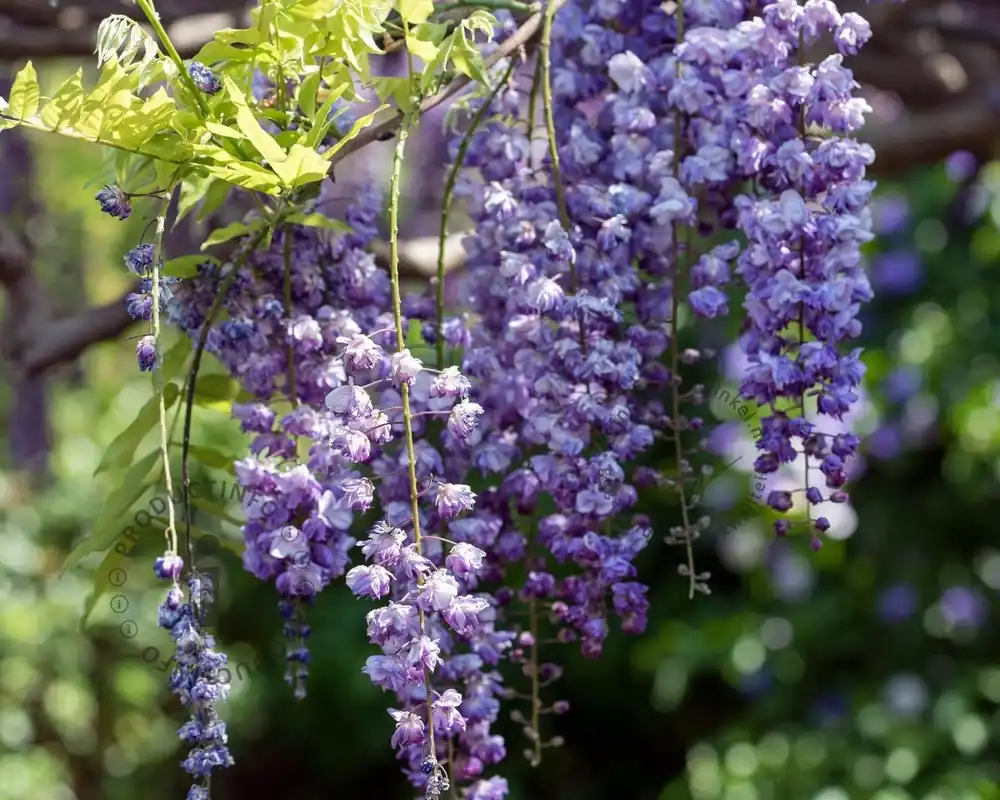Wisteria floribunda ‘Violacea plena‘ - XL | Net toegevoegd