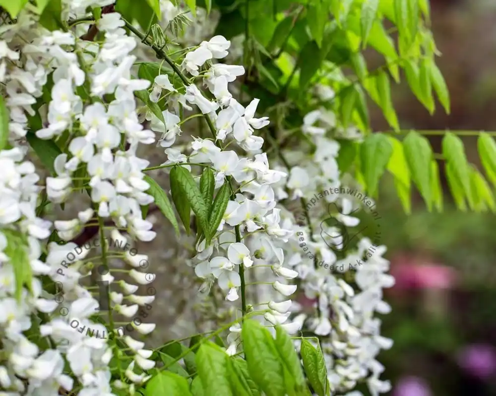 Wisteria sinensis ‘Alba‘ | Sale