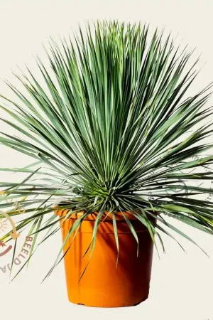 Yucca rostrata - Erg populair