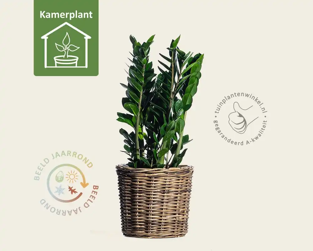 Bestelbaar | Zamioculcas zamiifolia