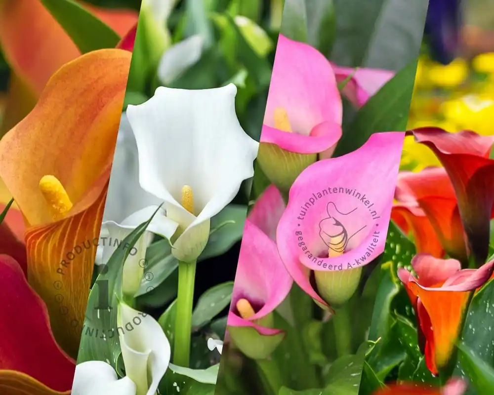 Zantedeschia Mix - Topproduct