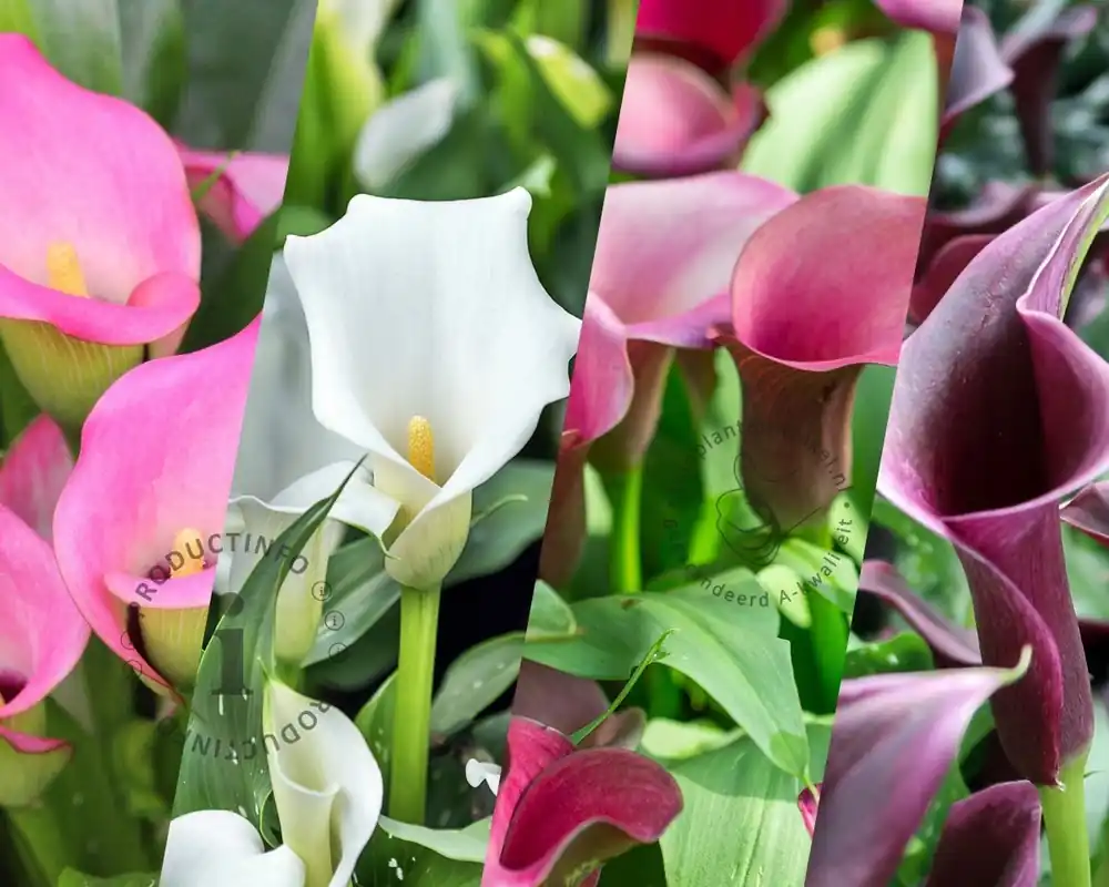 Bestel vandaag | Zantedeschia Pastel Mix