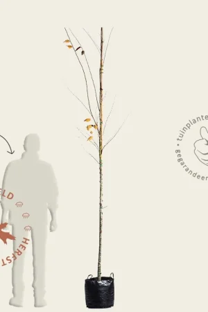Zelkova serrata ‘Green Vase‘ - hoogstam | Snelle levering