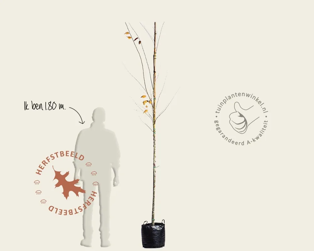 Zelkova serrata ‘Green Vase‘ - hoogstam | Snelle levering