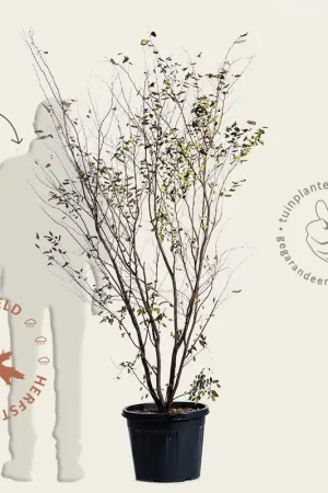 Zelkova serrata - meerstammig | Bestseller