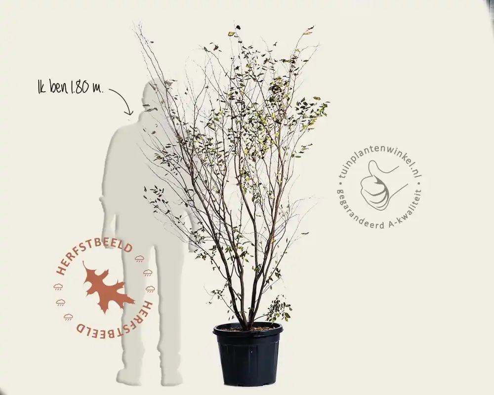 Zelkova serrata - meerstammig | Bestseller