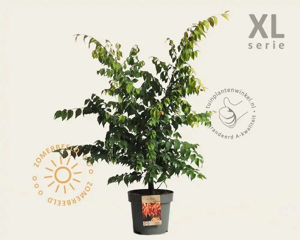 Uitverkoop | Zelkova serrata - XL