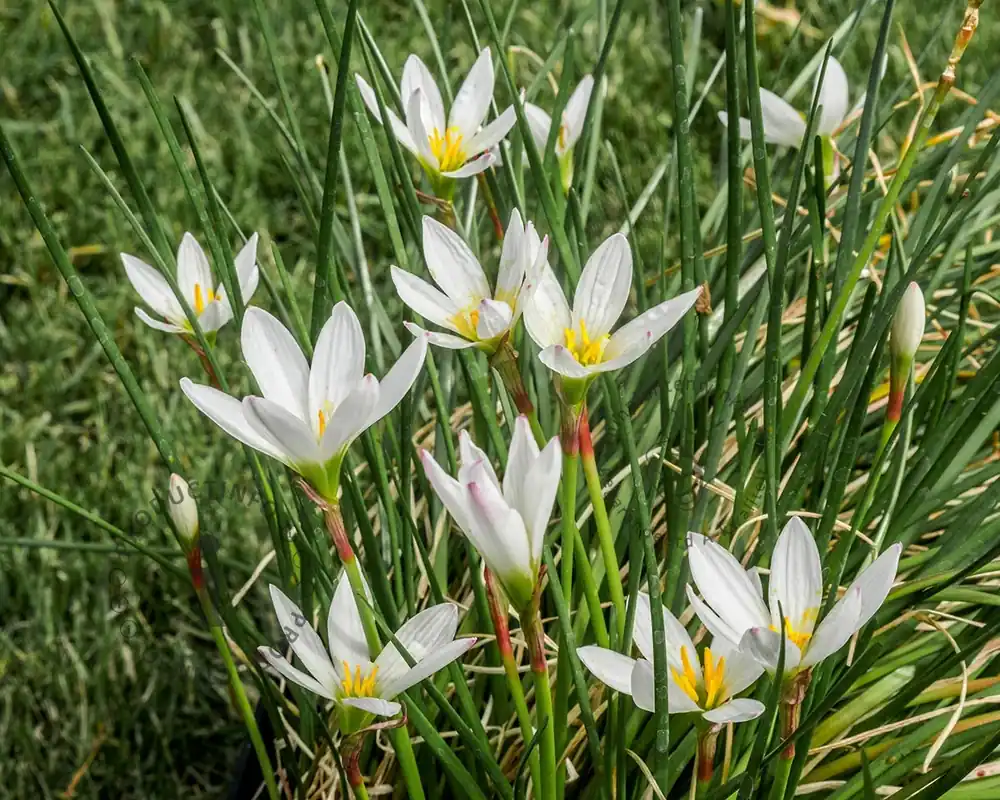 Shop nu | Zephyranthes candida