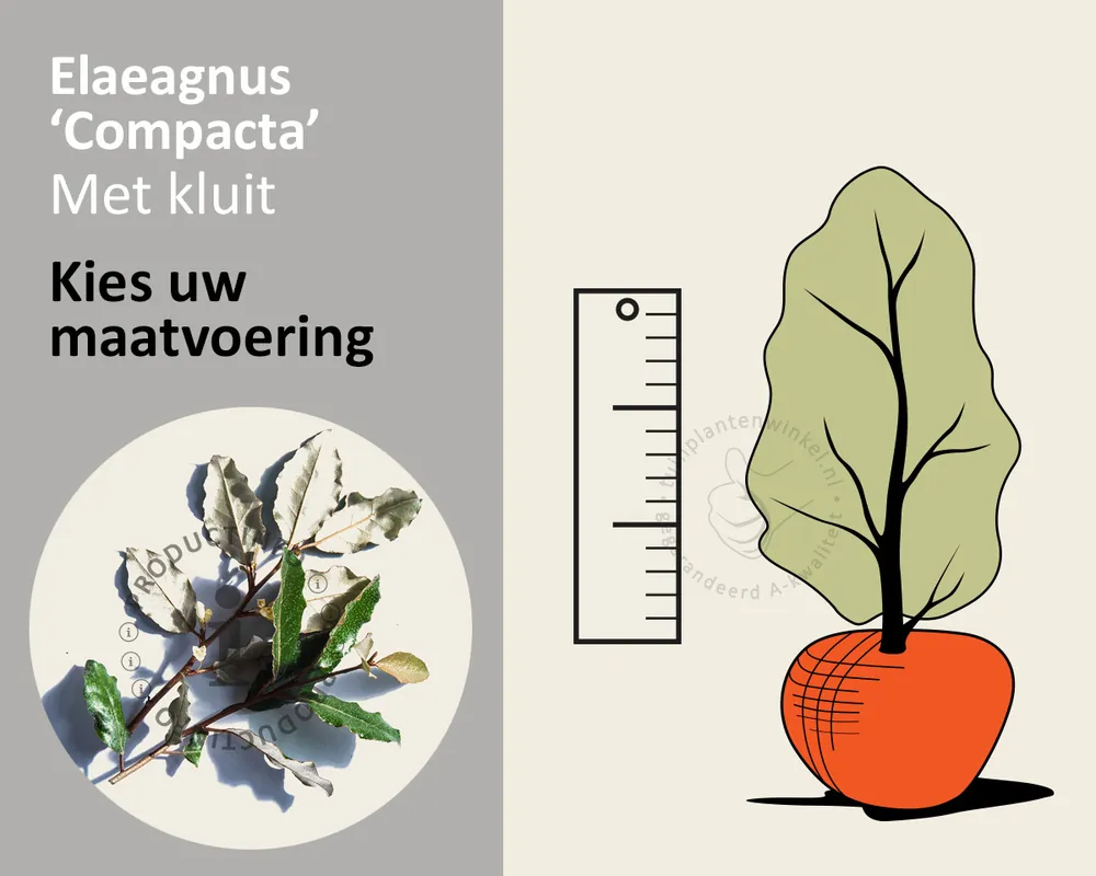 Elaeagnus ebbingei ‘Compacta‘ - kluit - Flitsaanbieding