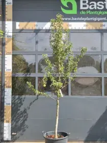 Uitverkoop - Pyrus c. ‘Doyenné du Comice‘ halfstam Draadkluit 12/14cm.