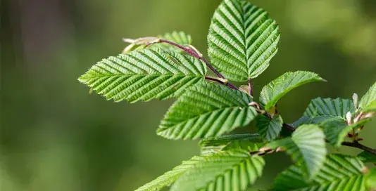 Carpinus betulus Pot 2,5lt. 60/80cm. | Online bestellen