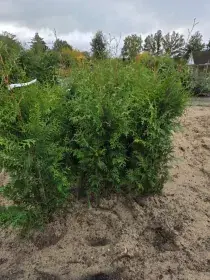 Bestel vandaag - Thuja occ. ‘Brabant‘ Kluit 125/150cm.