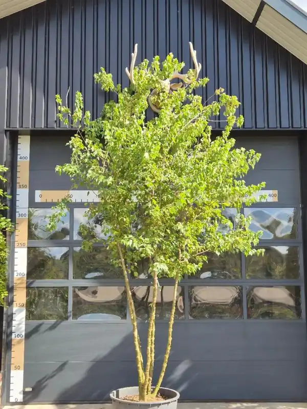 Eenvoudig retourneren - Acer buergerianum Meerstammig