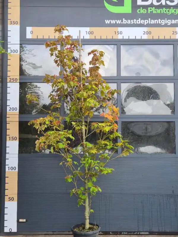 Acer davidii | Deal