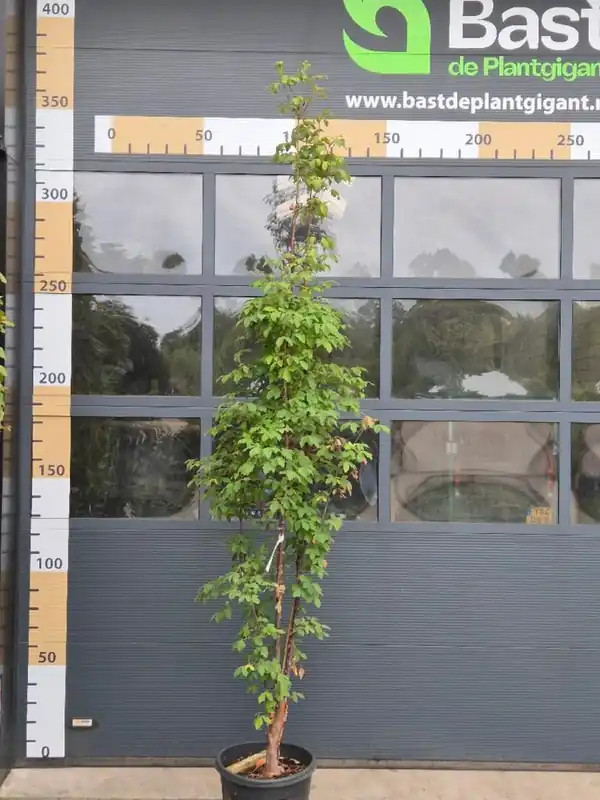 Nieuw in de shop - Acer griseum
