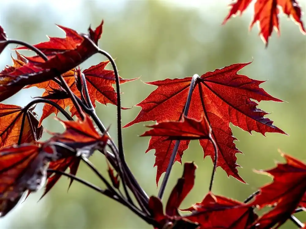 Direct kopen | Acer plat. ‘Crimson Sentry‘