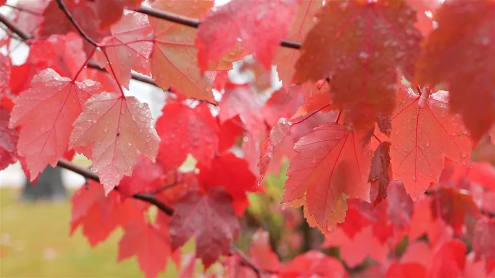 Acer rubrum ‘Fairview Flame‘ - Bestel nu