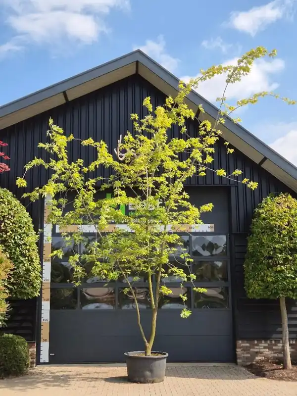 Acer s. ‘Laciniatum Wieri‘ Meerstammig | Scherp geprijsd