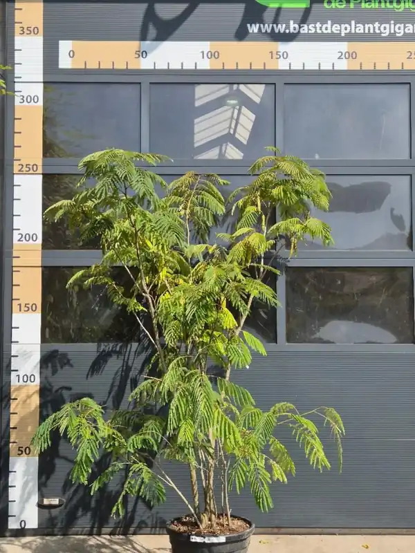 Nog enkele stuks - Albizia julibrissin Meerstammig