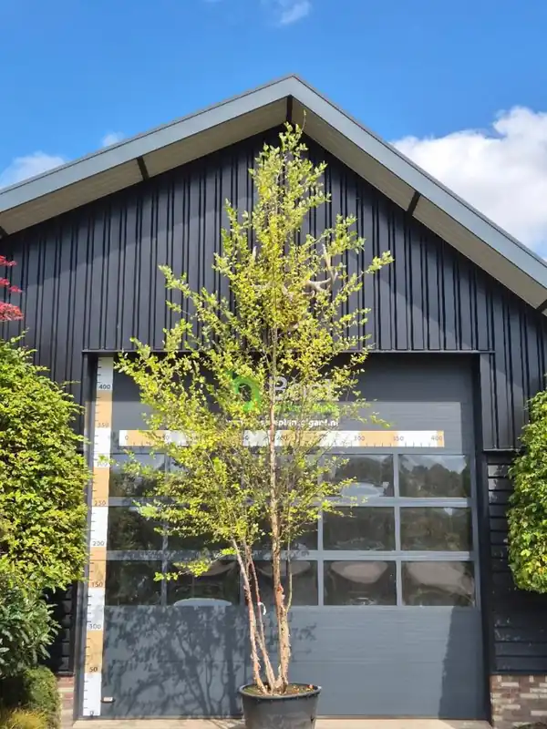 Betula nigra Meerstammig - Nu beschikbaar