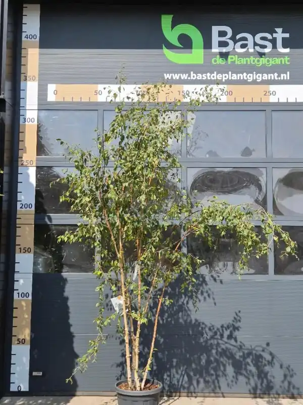 Betula u. ‘Doorenbos‘ Meerstammig - Professionele kwaliteit