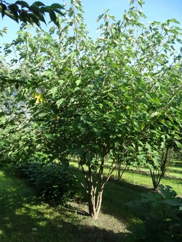 Meest verkocht - Broussonetia papyrifera Meerstammig