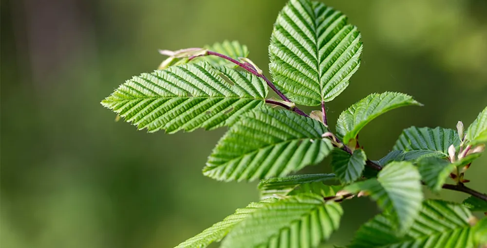 Sale | Carpinus betulus